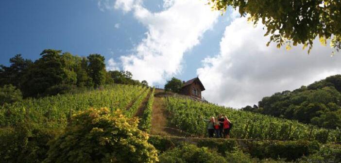 Trockenheit, Turbo-Herbst und Spitzenqualität: Der Weinjahrgang 2020 in den deutschen Anbaugebieten